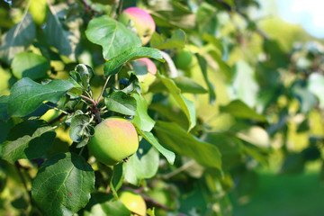 trees in bloom and the fruits of the park landscape