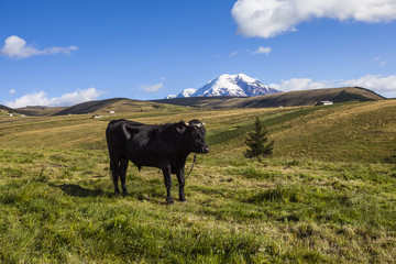 Pastures for wild cattle in Chimborazo