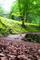 Trail through tall trees in a lush forest