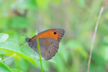 Gray Hairstreak butterfly feeding on a spring flower 