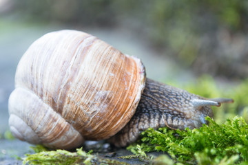 snail on the moss