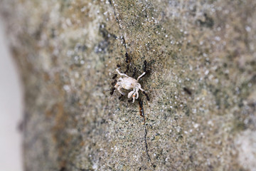 macro insects in nature