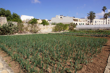 poireaux dans le potager du Palais Saint-Antoine 
