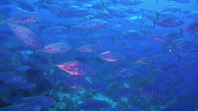 Shoal of Silver Fish on Coral Reef, underwater scene
