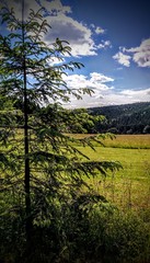 Waldrand in Thüringen