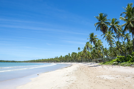 Palm trees on wide remote tropical Brazilian island beach in Bahia Nordeste Brazil