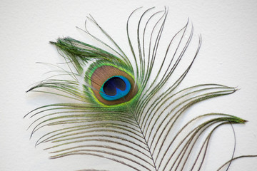 Obraz premium Peacock feather against a white wall
