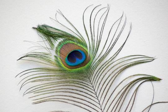 Fototapeta Peacock feather against a white wall