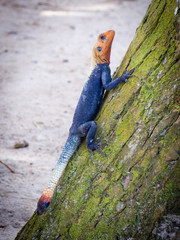 agama lizard