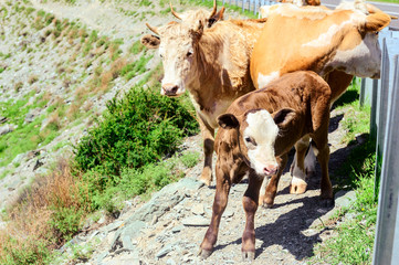Cattle passing beside highway in Altai mountains in summer