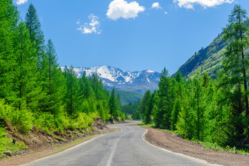Road passing among high pinetrees in Altai in summer
