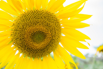 sunflower is face.