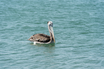 Brown Pelican