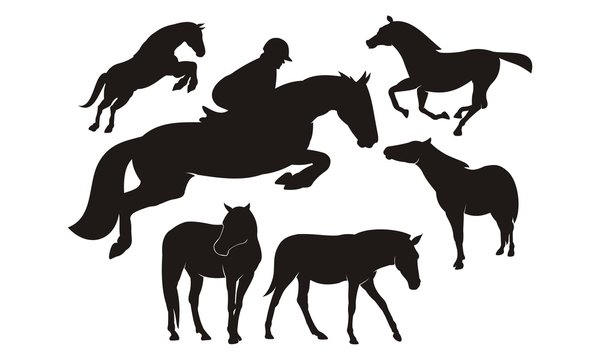 horse / horse racing silhoutte