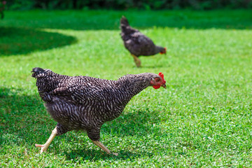 Two big chicken on green grass. Sunny summer day.