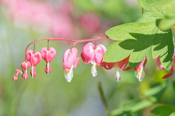 Old fashioned bleeding heart or Lamprocapnos spectabilis