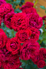 Red roses in garden