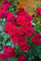 Red roses in garden