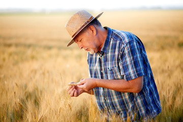 Senior farmer checks wheat grain
