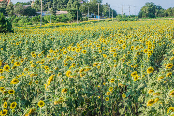 Fototapeta premium sunflower is face.