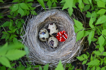 nest with eggs and dice