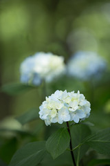 水色のあじさい（紫陽花）