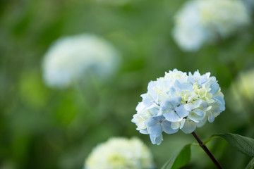水色のあじさい（紫陽花）