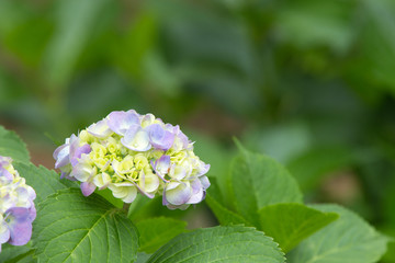 紫のあじさい（紫陽花）