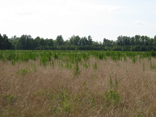 Obraz premium July Landscape