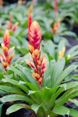 Fototapeta premium colorful bromeliad flower