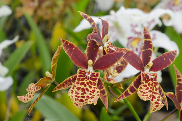 Tolumnia Oncidi flower