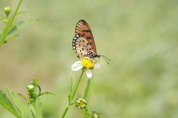 Yellow butterfly in nature catch on white flower.