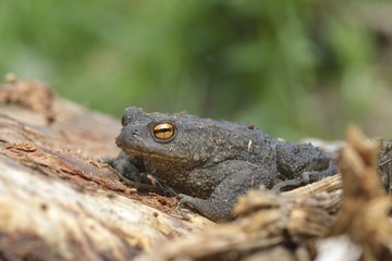 Common toad or European toad (Bufo bufo)