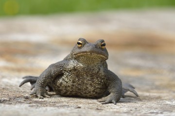 Common toad or European toad (Bufo bufo)