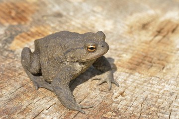 Common toad or European toad (Bufo bufo)