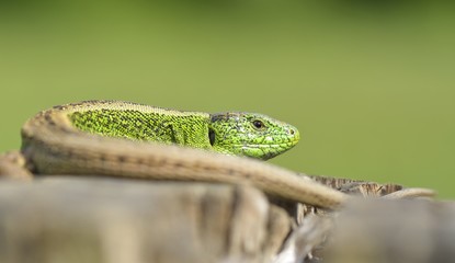 green lizard