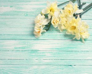 Background with fresh daffodils