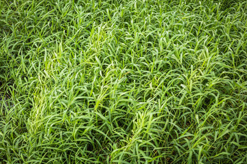 Fototapeta premium Green hollow grass background texture.