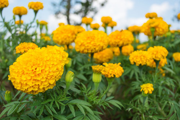 Yellow marigolds in the garden