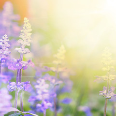 Fototapeta premium spring background