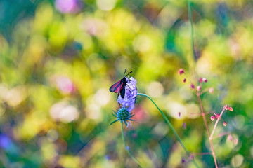 Burnet Moth