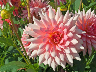 Dahlien