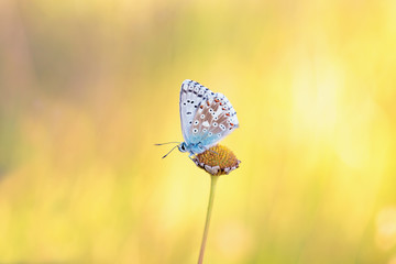 Gossamer Winged Butterfly in the Evening Sun