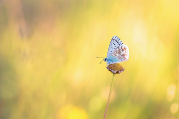 Gossamer Winged Butterfly in the Evening Sun