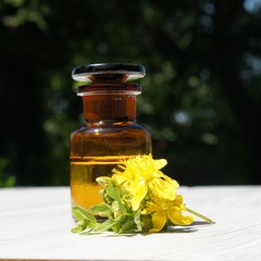 Johanniskraut, Hypericum perforatum. Tinktur, Phytotherapie, Kräuter, 