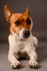 Jack Russell Terrier