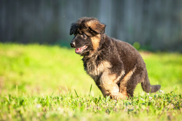 German shepherd puppy playing outdoors