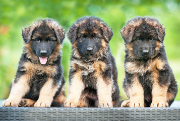 Fototapeta na wymiar Three little german shepherd puppies sitting on the bench
