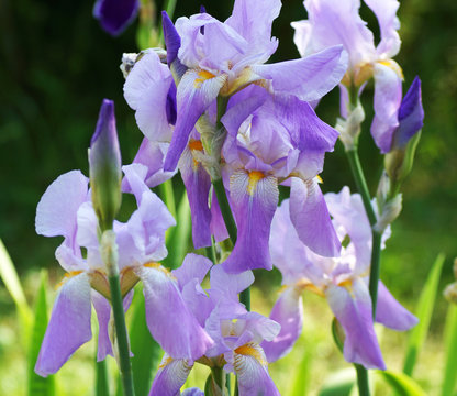 Blue iris flower in the garden.