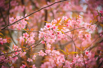 Fototapeta na wymiar Japanese cherry blossom in spring